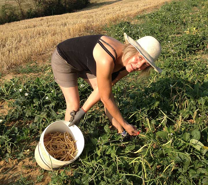 azienda agricola tiezzi raccolta fagiolina