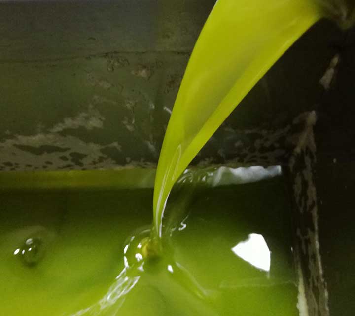 olio umbria produzione