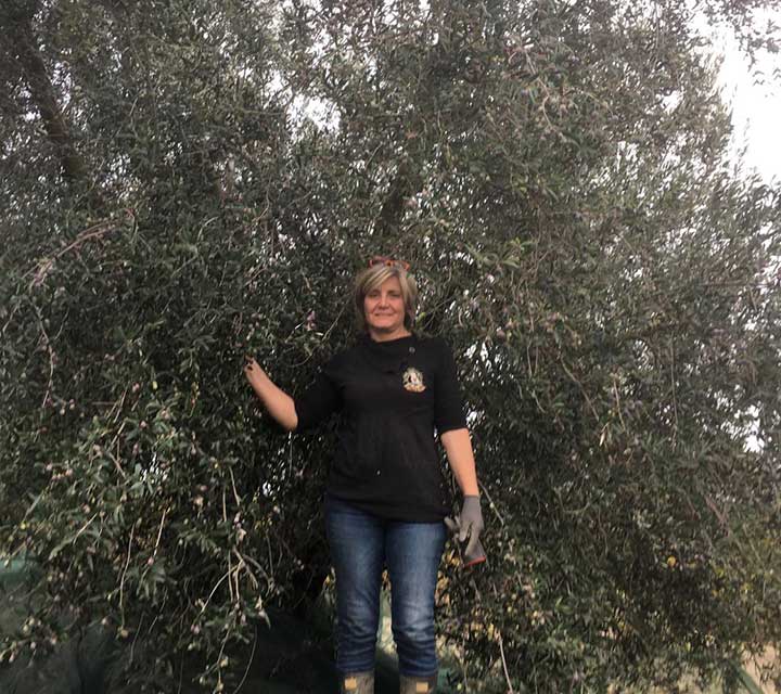Produttore olio umbria castiglione del lago