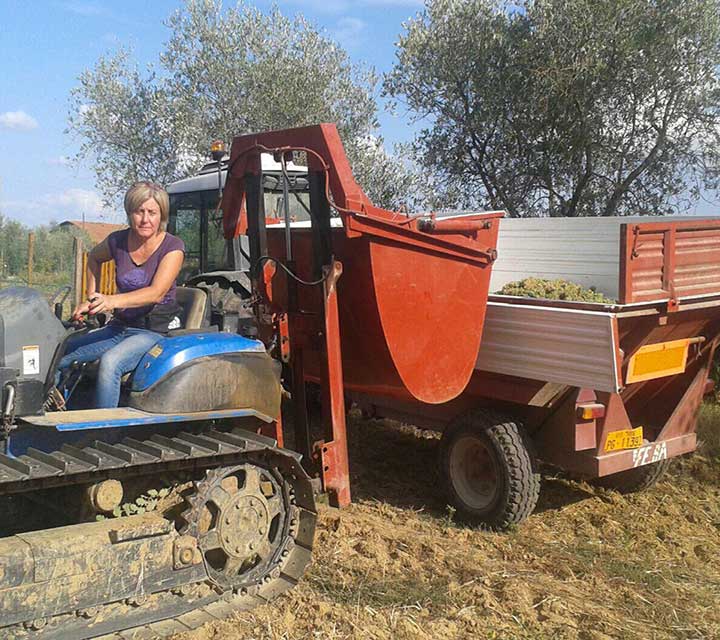 vendemmia uva bianca