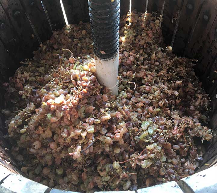 Produzione vin santo castiglione del lago