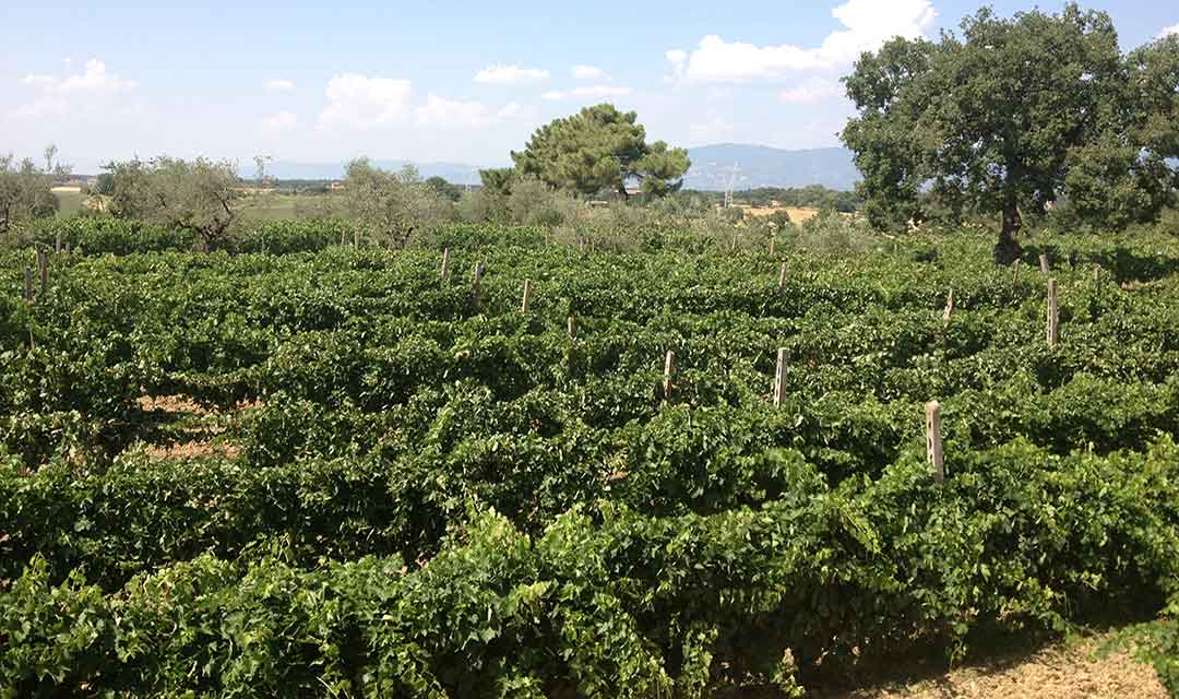 vigneto vino bianco