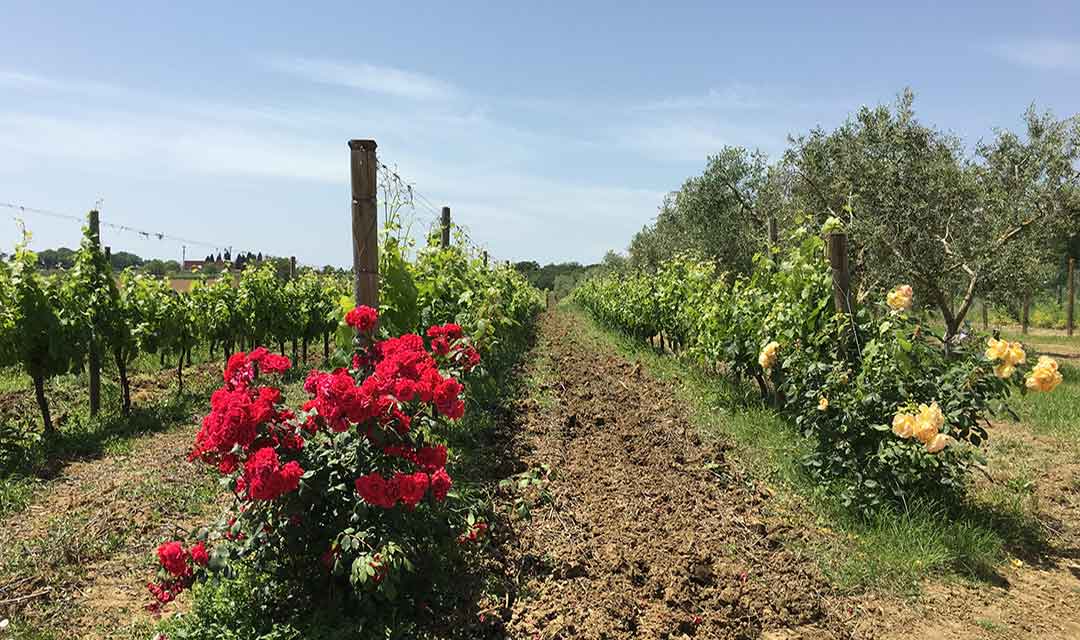 vigneto vino rosso